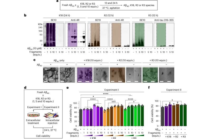 Analysis of peptide or protein aggregates produced by incubation of Aβ with tau fragments and their influence on the cytotoxicity induced by Aβ. Credit: Nature Chemical Biology (2025). DOI: 10.1038/s41589-025-01987-0 Communication between tau and amyloid-β proteins found to mitigate Alzheimer's toxicity