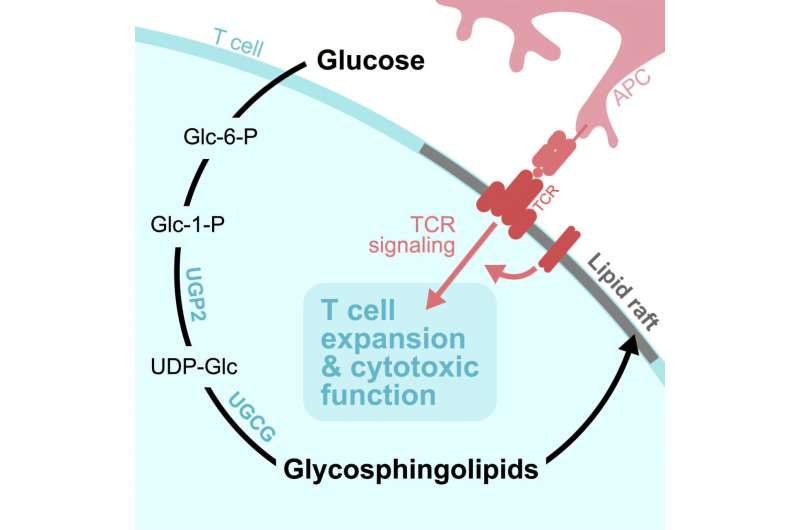 Credit: Cell Metabolism (2025). DOI: 10.1016/j.cmet.2025.07.006 'Sweet' discovery reveals how glucose fuels cancer-fighting immune cells