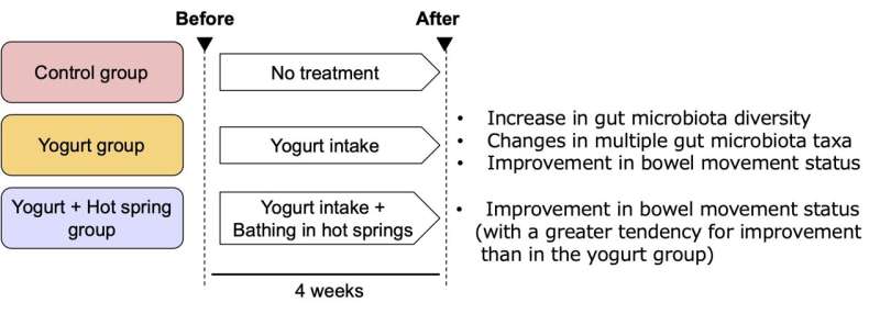 In this study, volunteers were divided into three groups: control, yogurt, and yogurt and onsen. After four weeks of monitoring the team found that individuals who consumed yogurt had increased gut microbiota diversity, had changes in gut microbiota taxa, and improvements in bowel movement status. Individuals who consumed yogurt as well as regularly bathed in onsen reported improved bowel movement status with a greater tendency in that of the yogurt group. Credit: Shunsuke Managi/Kyushu University Yogurt and hot spring bathing show a promising combination for gut health