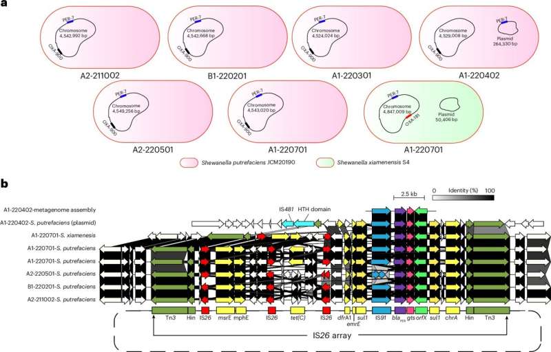 Presence of blaPER in Shewanella isolates obtained from the different sewage samples. Credit: Nature Water (2025). DOI: 10.1038/s44221-025-00446-3 Wastewater surveillance tracks spread of antibiotic resistance